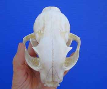 North American Lynx Skull, 5-1/8 by 3-5/8 inches