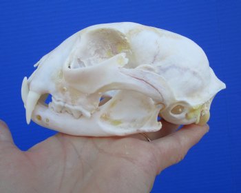 North American Lynx Skull, 5-1/8 by 3-5/8 inches
