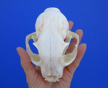 North American Lynx Skull, 5-1/8 by 3-5/8 inches