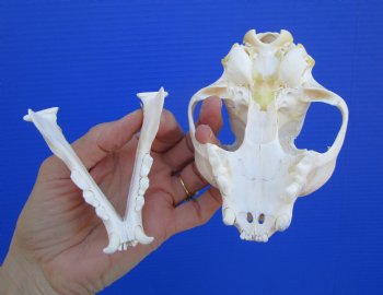 North American Lynx Skull, 5-1/8 by 3-5/8 inches