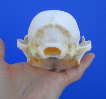 North American Lynx Skull, 5-1/8 by 3-5/8 inches