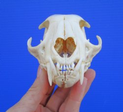 North American Lynx Skull, 4-3/4 x 3-1/4 inches
