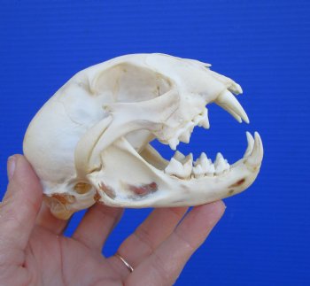 North American Lynx Skull, 4-3/4 x 3-1/4 inches