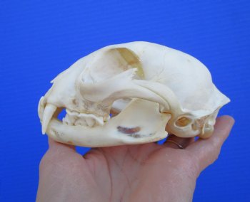 North American Lynx Skull, 4-3/4 x 3-1/4 inches