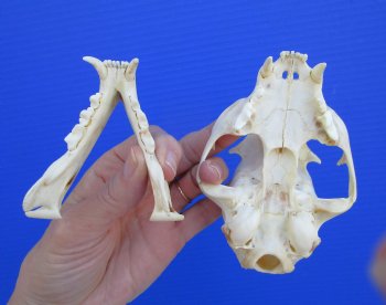 North American Lynx Skull, 4-3/4 x 3-1/4 inches