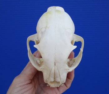 North American Lynx Skull, 4-3/4 x 3-1/4 inches