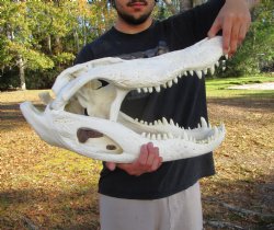 23 inches <font color=red> Massive</font> Florida Alligator Skull, Piece of Missing Bone 