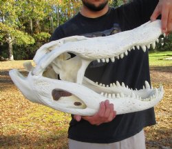 23 inches <font color=red> Massive</font> Florida Alligator Skull, Piece of Missing Bone 