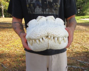 23 inches <font color=red> Massive</font> Florida Alligator Skull, Piece of Missing Bone 