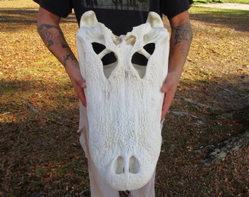 23 inches <font color=red> Massive</font> Florida Alligator Skull, Piece of Missing Bone 