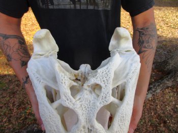 23 inches <font color=red> Massive</font> Florida Alligator Skull, Piece of Missing Bone 