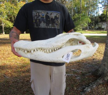 23 inches <font color=red> Massive</font> Florida Alligator Skull, Piece of Missing Bone 