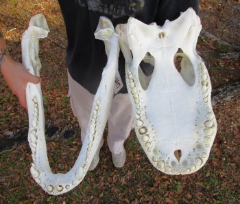 23 inches <font color=red> Massive</font> Florida Alligator Skull, Piece of Missing Bone 