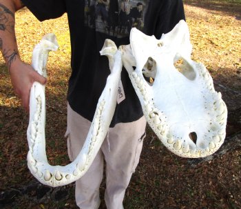 23 inches <font color=red> Massive</font> Florida Alligator Skull, Piece of Missing Bone 