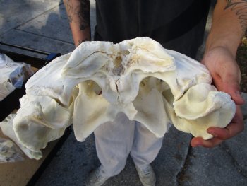 23 inches <font color=red> Massive</font> Florida Alligator Skull, Piece of Missing Bone 