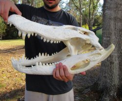 21 inches <font color=red> Huge</font> Authentic Florida Alligator Skull