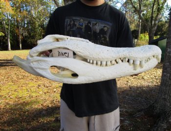 21 inches <font color=red> Huge</font> Authentic Florida Alligator Skull
