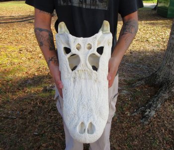 21 inches <font color=red> Huge</font> Authentic Florida Alligator Skull