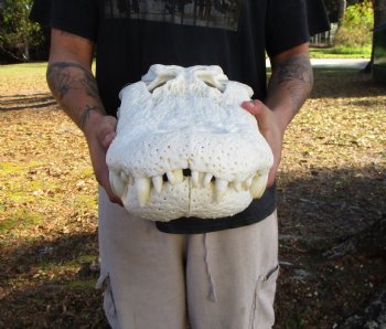 21 inches <font color=red> Huge</font> Authentic Florida Alligator Skull