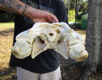 21 inches <font color=red> Huge</font> Authentic Florida Alligator Skull