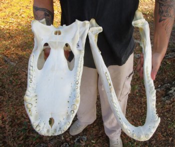 21 inches <font color=red> Huge</font> Authentic Florida Alligator Skull