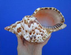 9-1/2 inches Atlantic Triton Trumpet Shell 