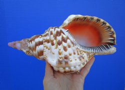 9-7/8 inches Atlantic Triton Trumpet Shell 