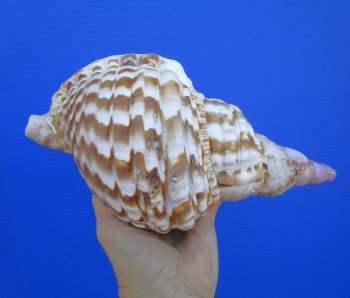 9-7/8 inches Atlantic Triton Trumpet Shell 