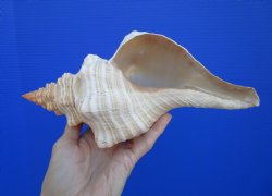  Horse Conch Shell, 10-7/8 by 5 inches