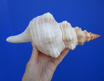  Horse Conch Shell, 10-7/8 by 5 inches
