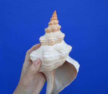  Horse Conch Shell, 10-7/8 by 5 inches