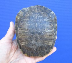 4-1/2 x 3-3/4 inches Red Eared Slider Turtle Shell
