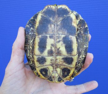 4-1/2 x 3-3/4 inches Red Eared Slider Turtle Shell