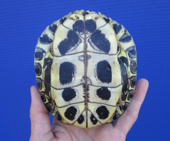 4-1/2 x 4 inches Red Eared Slider Turtle Shell