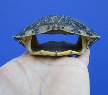 4-1/2 x 4 inches Red Eared Slider Turtle Shell