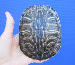 4-7/8 x 4-1/8 inches Red Eared Slider Turtle Shell