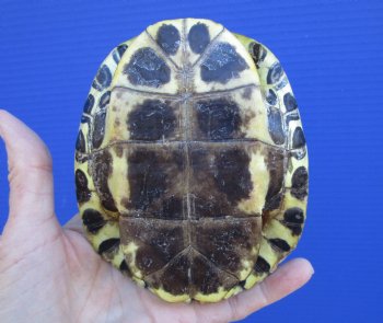 4-7/8 x 4-1/8 inches Red Eared Slider Turtle Shell