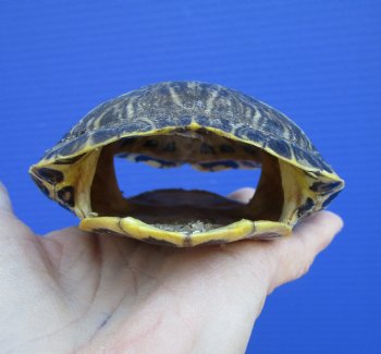 4-7/8 x 4-1/8 inches Red Eared Slider Turtle Shell