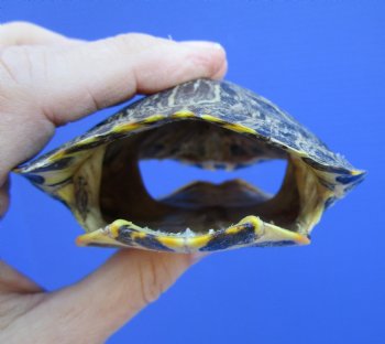 4-3/4 x 3-7/8 inches Red Eared Slider Turtle Shell