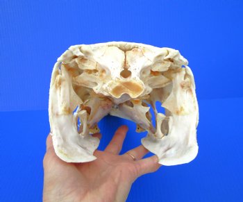 15 inches Real Alligator Gar Skull <font color=red> With Extremely Sharp Teeth</font> 