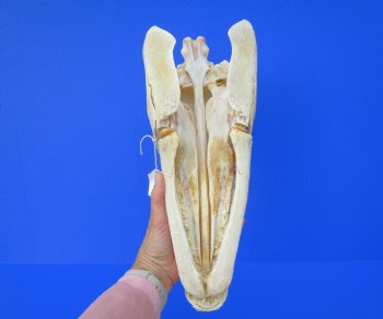15 inches Real Alligator Gar Skull <font color=red> With Extremely Sharp Teeth</font> 
