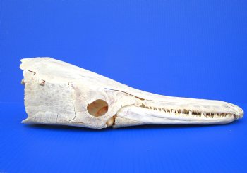 17 inches Authentic Alligator Gar Skull  <FONT COLOR=RED> With Extremely Sharp Teeth </font>