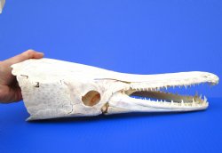 17 inches Authentic Alligator Gar Skull  <FONT COLOR=RED> With Extremely Sharp Teeth </font>