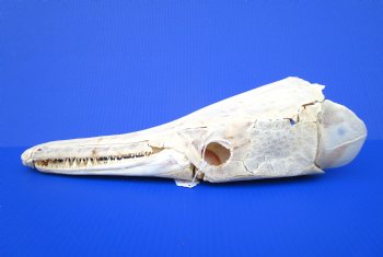 17 inches Authentic Alligator Gar Skull  <FONT COLOR=RED> With Extremely Sharp Teeth </font>