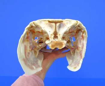 17 inches Authentic Alligator Gar Skull  <FONT COLOR=RED> With Extremely Sharp Teeth </font>