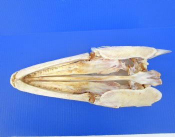 17 inches Authentic Alligator Gar Skull  <FONT COLOR=RED> With Extremely Sharp Teeth </font>
