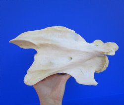 Giraffe Neck Vertebrae Bone, 12-1/4 x 4-7/8 x 7 inches (Crack in bone)