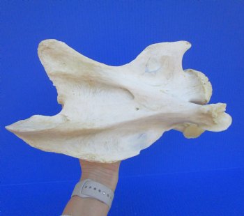 Giraffe Neck Vertebrae Bone, 12-1/4 x 4-7/8 x 7 inches (Crack in bone)