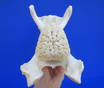 Giraffe Neck Vertebrae Bone, 12-1/4 x 4-7/8 x 7 inches (Crack in bone)