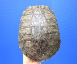 Empty Red Eared Slider Turtle Shell, 8-3/4 by 6-1/2 inches
